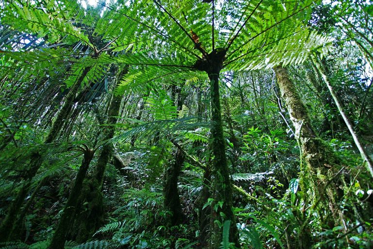 Hutan tropis hijau sebagai ilustrasi program perlindungan hutan Aceh